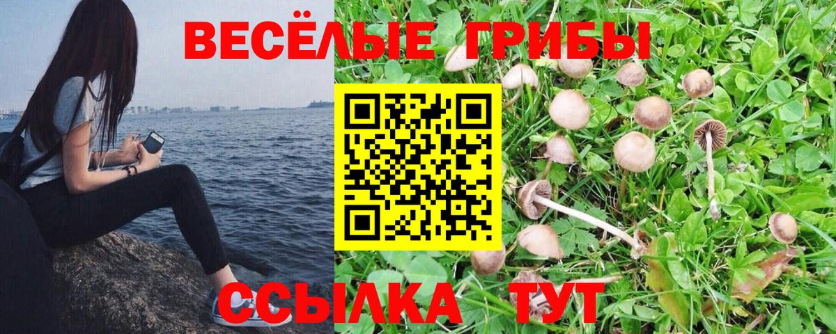 Псилоцибиновые грибы мицелий  Псилоцибиновые грибы прущие грибы  Вход с VPN  Десногорск 